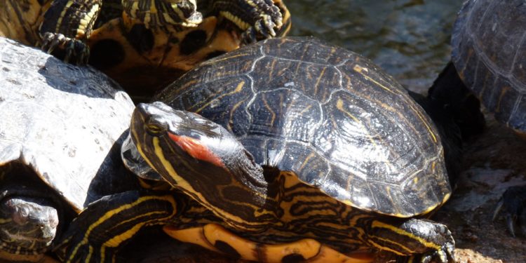 Est-ce que les tortues d'eau boivent de l'eau ?