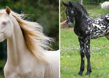 Quelles sont les races de chevaux les plus rares ?
