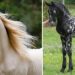 Quelles sont les races de chevaux les plus rares ?