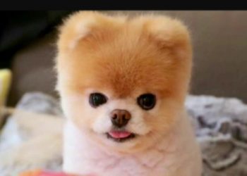 Quel est le chien le plus beau du monde ?