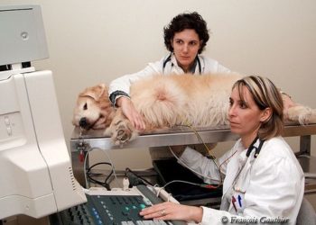 Quand aller chez le vétérinaire ?