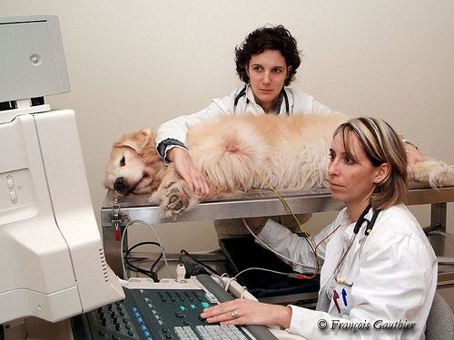 Quand aller chez le vétérinaire ?