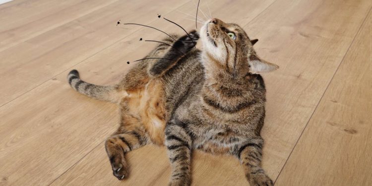 Comment faire un Anti-puce maison pour chat ?