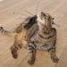Comment faire un Anti-puce maison pour chat ?