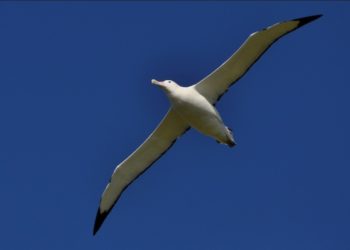 Quel est l'oiseau qui a le plus d'envergure ?