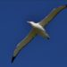 Quel est l'oiseau qui a le plus d'envergure ?