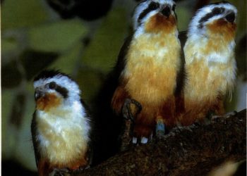 Quel est le plus petit rapace de France ?