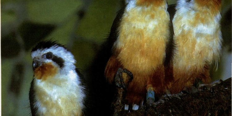 Quel est le plus petit rapace de France ?