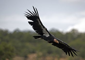 Quel est le plus grand rongeur d'Amérique du Nord ?