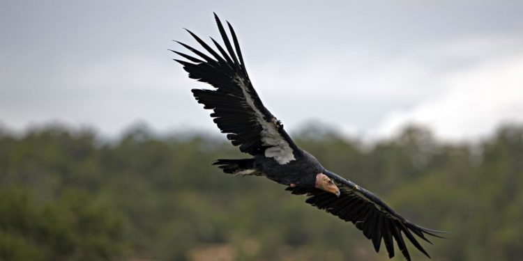 Quel est le plus grand rongeur d'Amérique du Nord ?