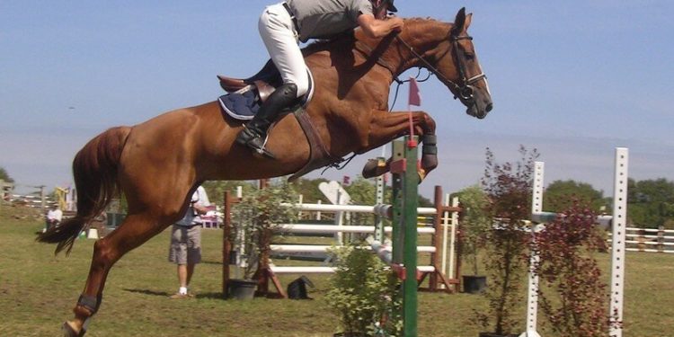 Quel hauteur saute un cheval ?