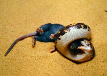 Comment se nourrit un singe ?