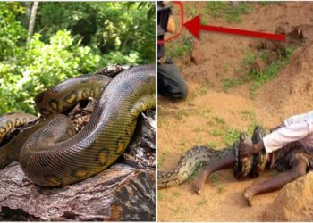 Qui est le plus grand python ou boa ?