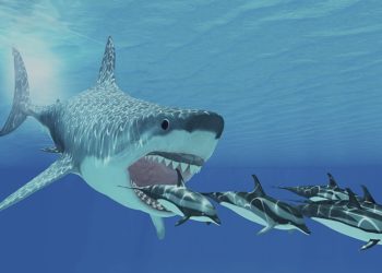 Quelle était la taille d'un Mégalodon ?