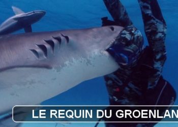 Où vivent les requins les plus dangereux ?