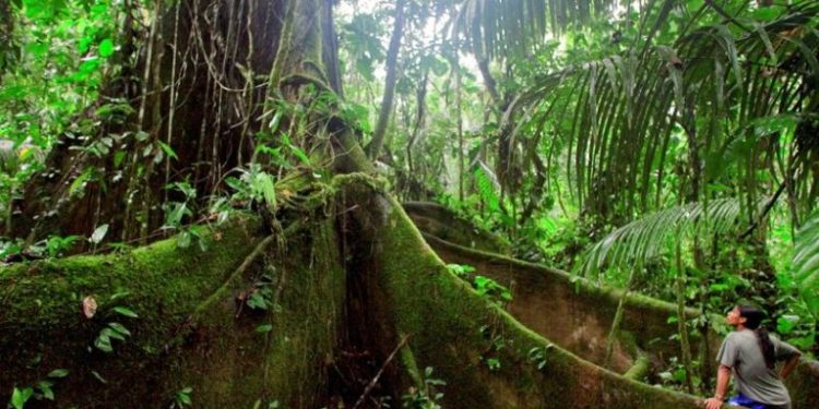 Quels sont les caractéristiques de la forêt amazonienne ?