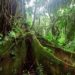 Quels sont les caractéristiques de la forêt amazonienne ?