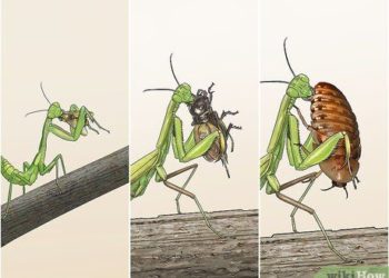 Comment prendre une mante religieuse ?