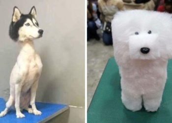 Quel est le meilleur animaux de compagnie ?