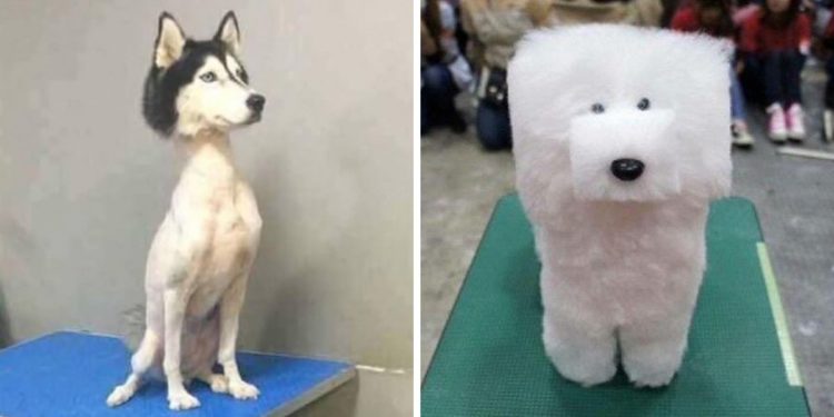 Quel est le meilleur animaux de compagnie ?