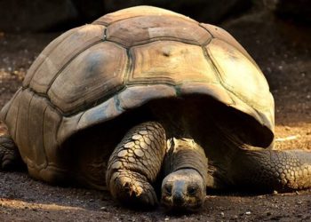 Quel est le rongeur qui vit le plus longtemps ?