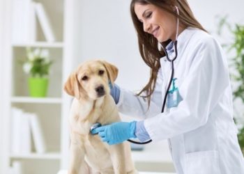 Quelle moyenne pour devenir vétérinaire ?