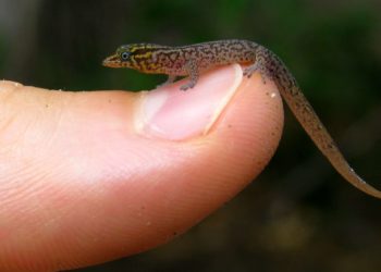 Quel est le plus petit reptile du monde ?