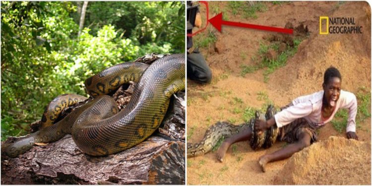 Qui est le plus grand python ou boa ?