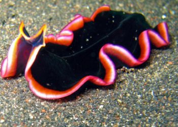 Quel est animal le plus dangereux au monde ?