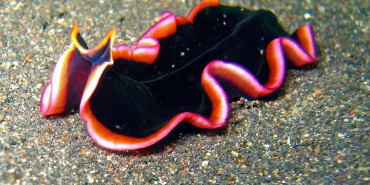 Quel est animal le plus dangereux au monde ?