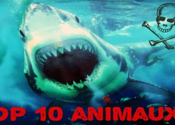 Quels sont les animaux marins les plus dangereux du monde ?