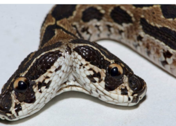 Quelle est la vipère la plus dangereuse en France ?