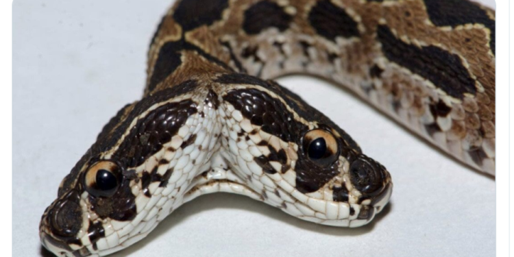 Quelle est la vipère la plus dangereuse en France ?