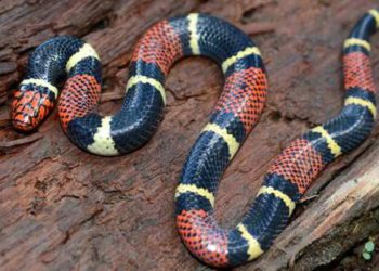 Est-ce que le python a du venin ?