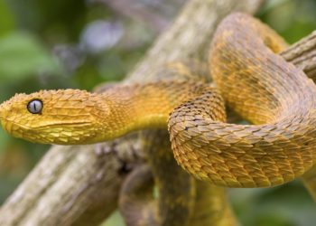 Quel est le meilleur serpent pour commencer ?