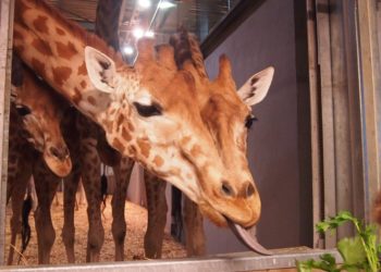 Quel animal n'a pas de genoux ?