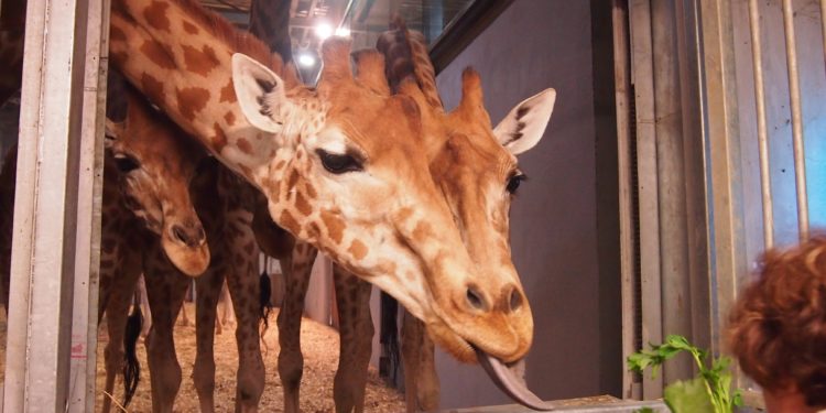 Quel animal n'a pas de genoux ?