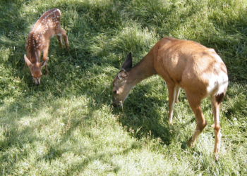 Quel est l'éléphant le plus lourd ?