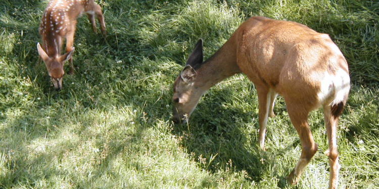 Quel est l'éléphant le plus lourd ?