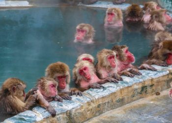 Qui est le plus fort des singes ?