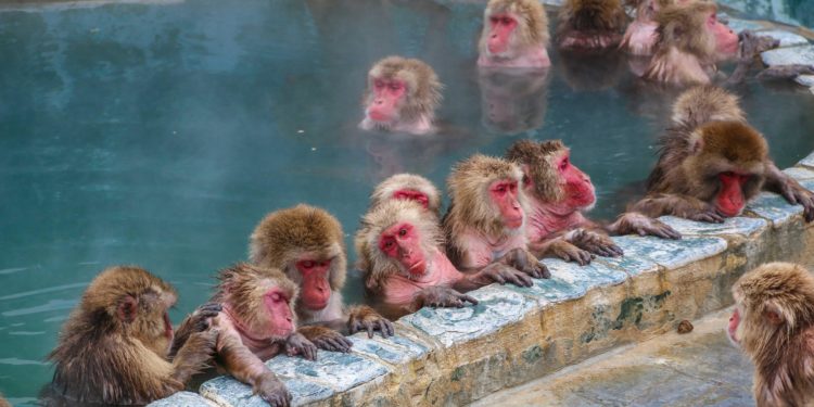 Qui est le plus fort des singes ?