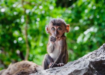 Quels sont les plus grands singes du monde ?