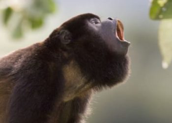 Quel est le singe le plus fort ?