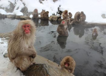 Quel animal est originaire du Japon ?