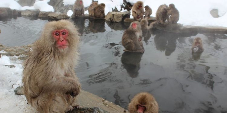 Quel animal est originaire du Japon ?