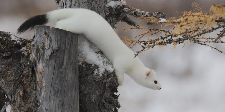 Comment est une hermine ?