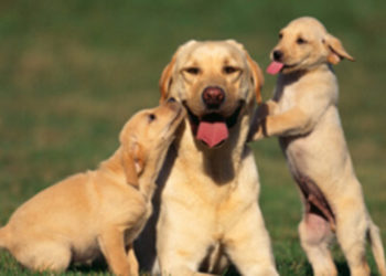 Comment savoir si la digestion est terminée ?