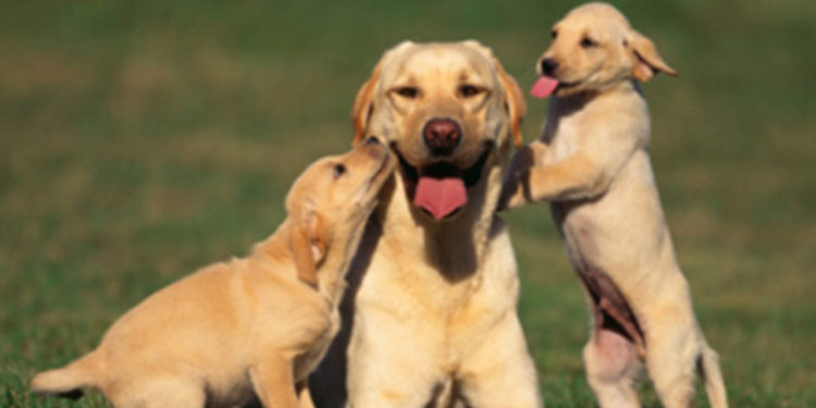 Comment savoir si la digestion est terminée ?