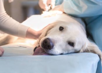 Comment voir un retournement d'estomac chez le chien ?