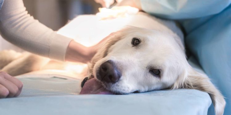 Comment voir un retournement d'estomac chez le chien ?